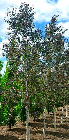brzoza purpurea - niewysokie drzewo o purpurowych lisciach